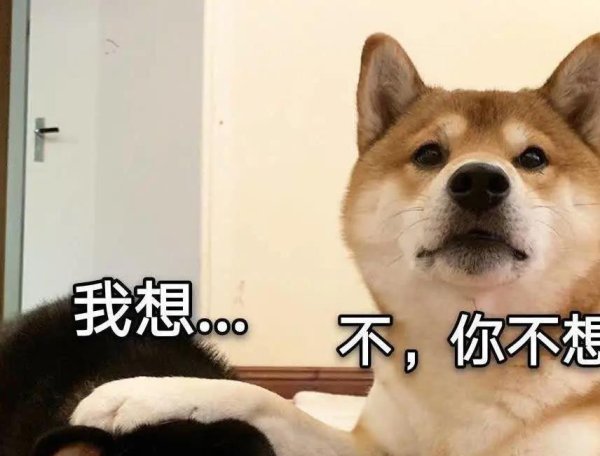 靠谱的实盘配资平台 养狗怕麻烦？6种超省心宠物犬，有吃就活！新手也能养好