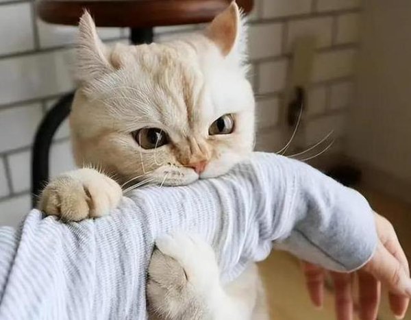 上股票配资交流 猫咪抢饭还龇牙，8成认得自己名字，你家猫咪谁做主？